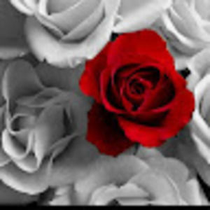 Meet your Posher, Freex